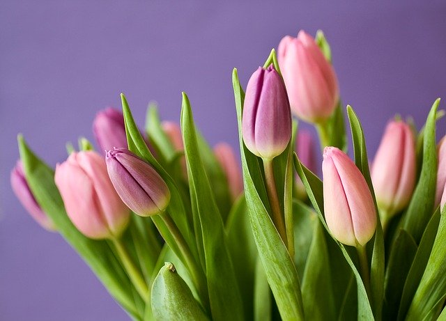 kytice tulipánů