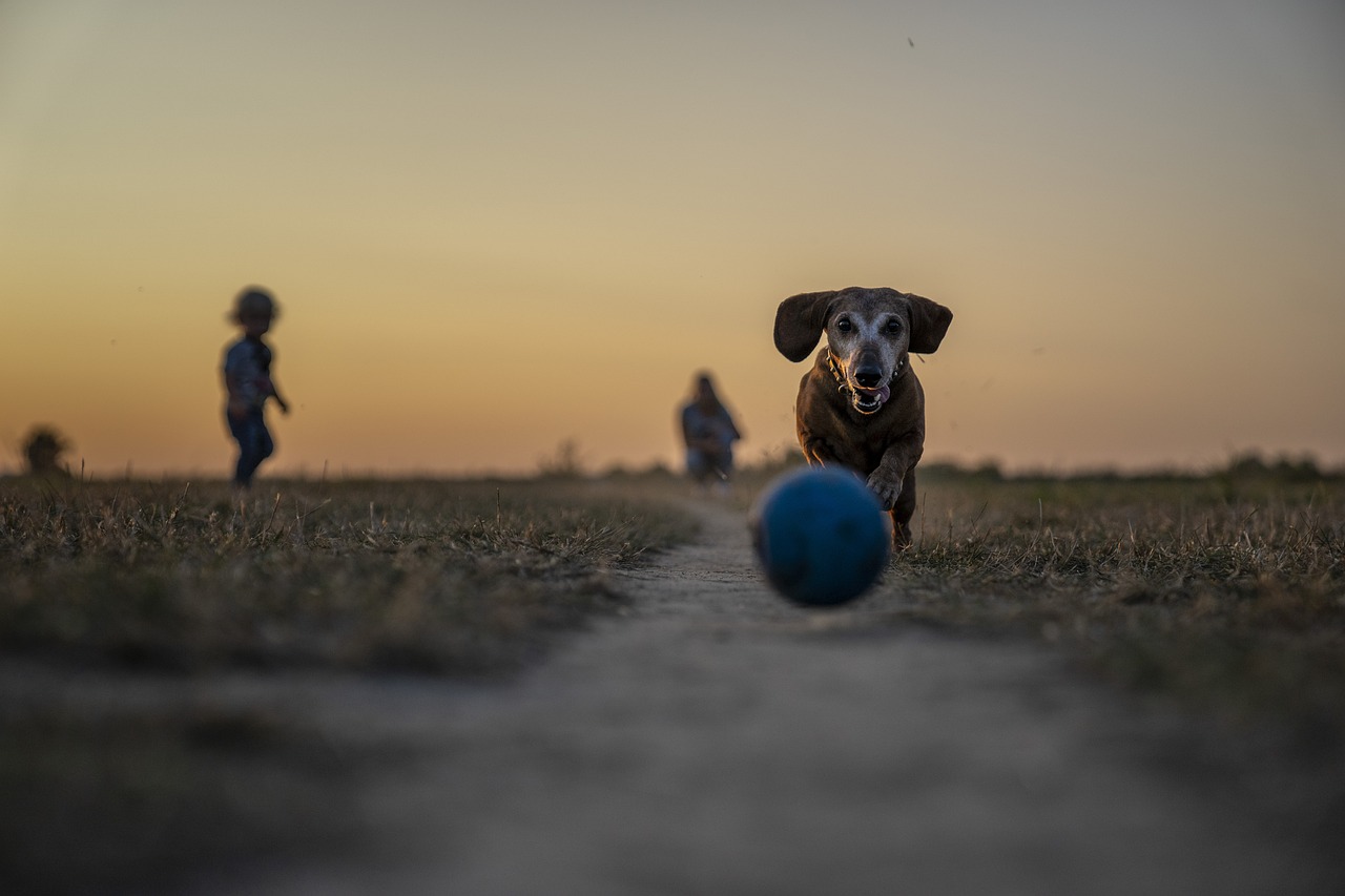 Agility jsou pro pejsky.